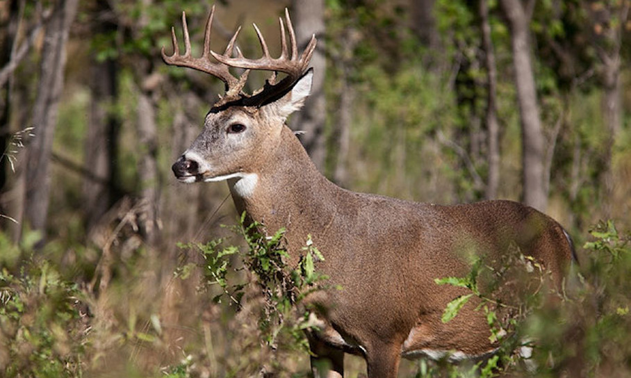 DNR The Iowa nonresident deer hunting application period is currently