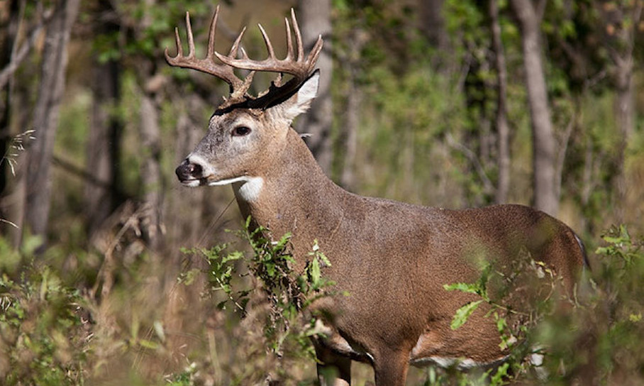 DNR: The Iowa nonresident deer hunting application period is currently ...