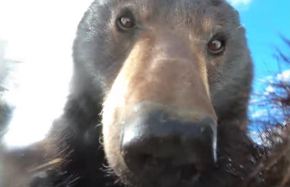 Bear finds lost GoPro camera and accidentally recorded one of the most ...